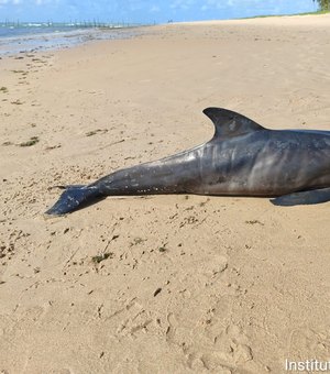 Filhote de golfinho é encontrado morto na Praia de Ipioca, em Maceió