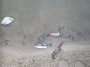 [Vídeo] Moradores denunciam crime ambiental que tem matado animais no Rio Poção