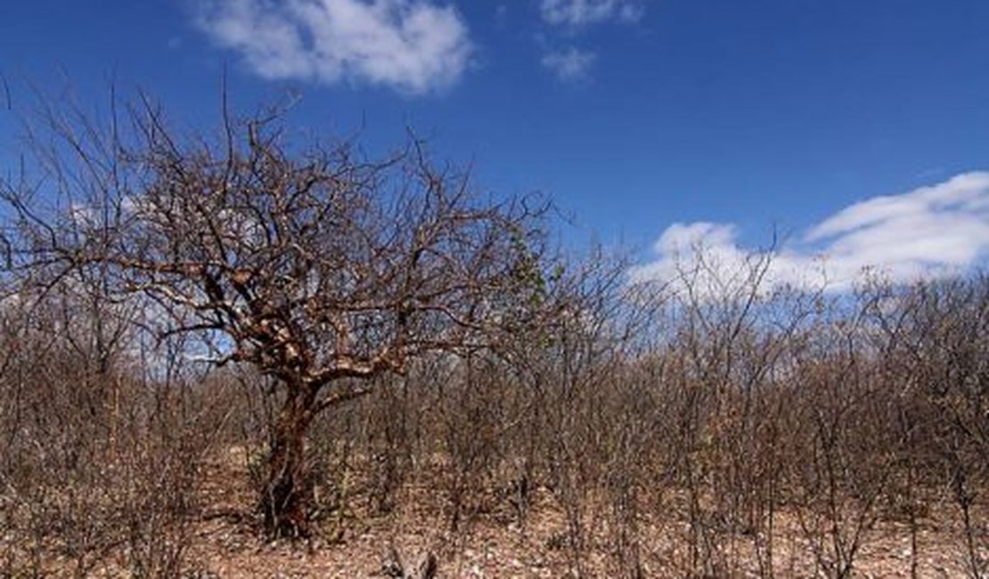 União reconhece situação de emergência em 38 municípios alagoanos