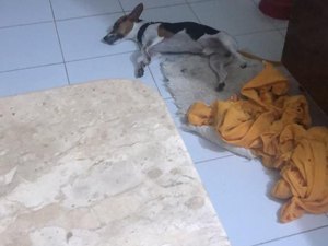 Cachorros envenenados: novos casos causam revolta em Maragogi