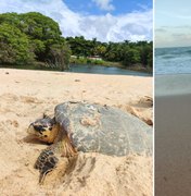 Alagoas oficializa plano para proteger tartarugas marinhas e integrar ações até 2030