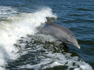 Lei que proíbe golfinhos e baleias em cativeiro é aprovada no Canadá