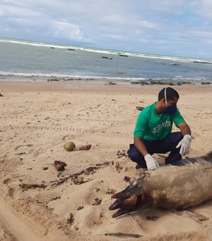 Boto cinza  é achado sem vida na praia de Garça Torta
