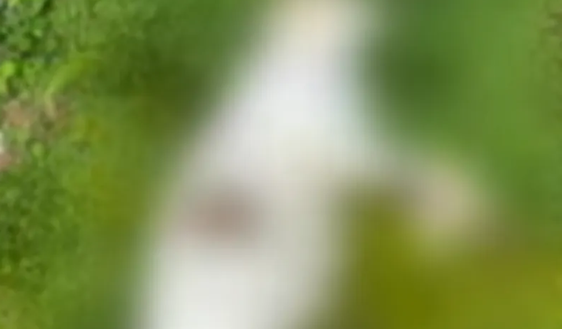 Polícia Civil investiga morte de gatos por suspeita de envenenamento em Maceió