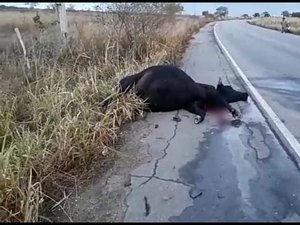 [Vídeo] Animal morre em acidente com ambulância em Batalha