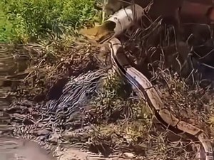 Cobra de grande porte surpreende moradores em bairro de Arapiraca e vídeo repercute nas redes