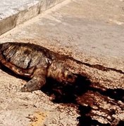 Tartaruga é encontrada morta no calçadão na Praia do Sobral