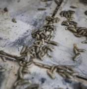 Larvas são encontradas em fabriqueta de queijo no município de Batalha; FPI interditou o local 