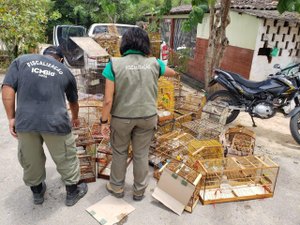 Operação desarticula tráfico de animais silvestres no interior do Estado
