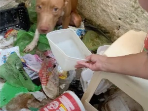 Pitbull é adotada depois de ser vítima de maus-tratos em Maceió