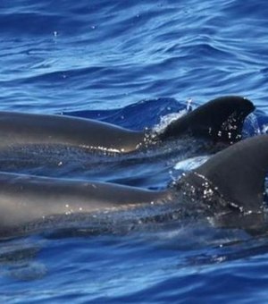 Híbrido raro entre baleia e golfinho é flagrado nadando em ilha do Havaí