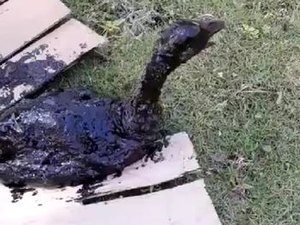 AL: Ibama identifica 20 animais vítimas de vazamento de óleo