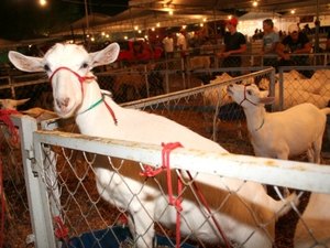 Exposição de Caprinos e Ovinos mostra a força de Arapiraca