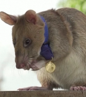 Magawa, o “rato herói” que farejava minas terrestres, morre aos oito anos