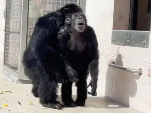 Chimpanzé vê o céu pela primeira vez depois que ficar 28 anos confinada; vídeo