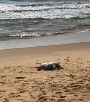 Tartaruga é achada em estado de decomposição na praia da Jatiúca, em Maceió
