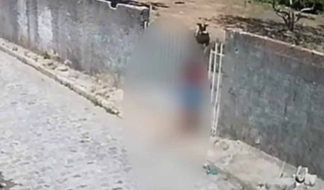 Cadela é resgatada com pata fraturada após caso de maus-tratos em Maceió