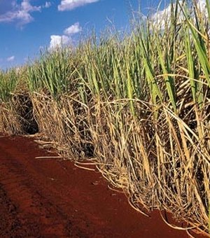 Alta nos mercados interno e externo animam fornecedores de cana