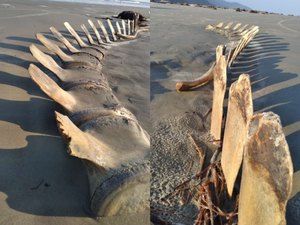 Esqueleto gigante é desenterrado por acaso em praia do litoral de SP e vira atração