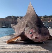 Tubarão com ‘cara de porco’ é encontrado no Mar Mediterrâneo