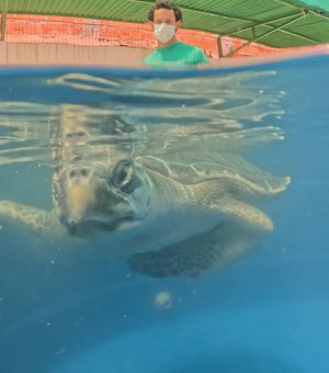Tartaruga-oliva é reabilitada e reintroduzida ao mar na Praia de Riacho Doce