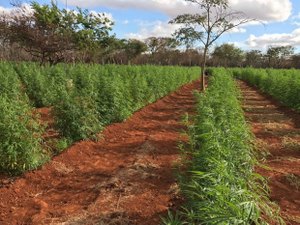 Mais 125 mil pés de maconha são apreendidos em plantação no norte da BA