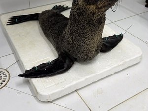 Instituto Biota divulga causa da morte do lobo-marinho em Alagoas