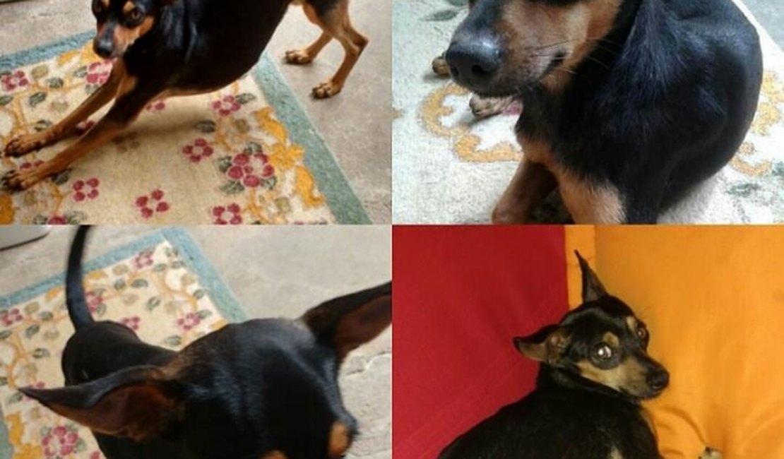 Cachorro desaparecido é procurado por família