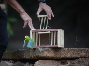 FPI realiza 2º soltura e devolve 119 aves para o bioma da Mata Atlântica em Coruripe