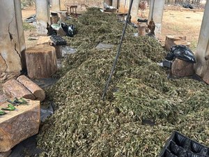 PF faz operação contra grupo que cultivava e distribuía maconha em Alagoas