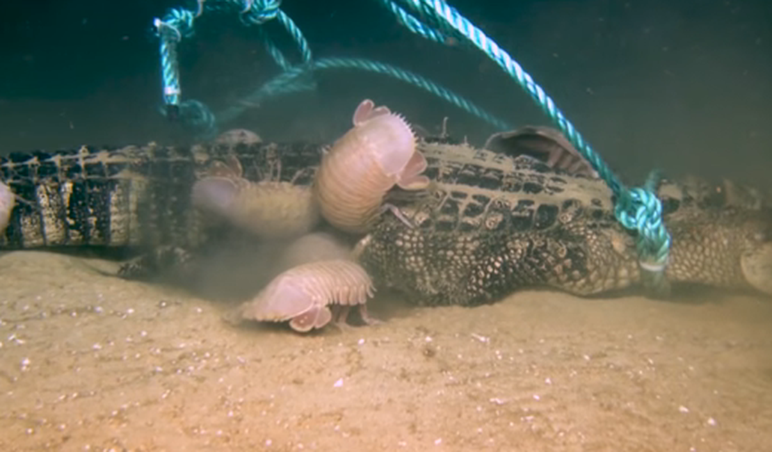 [Vídeo] Crustáceos gigantes devoram jacaré no mar 