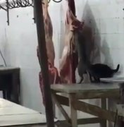 [Vídeo] Gatos são flagrados comendo carne em mercado no Sertão