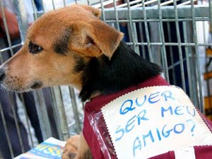 Em clima natalino, Shopping sedia feira de adoção de animais
