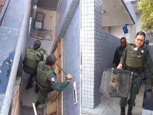 Raposa fica presa em lixeira de prédio na Serraria e é resgatada pelo BPA