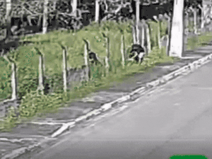 Polícia procura envolvidos na morte de homem na porta do trabalho em Marechal