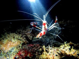 Isolamento da Piscina do Amor apresenta resultados positivos