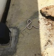 Vegetação e lixo acumulados continuam atraindo cobras em bairro de Arapiraca