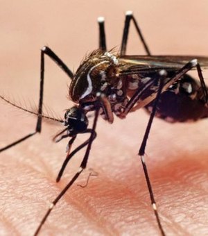 Alagoas registra queda de mais de 60% nos casos de dengue