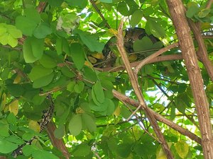 Bombeiros capturam cobras em Porto de Pedras