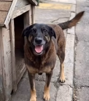 Cão Orelha: familiares de adolescentes são indiciados por coação a testemunha