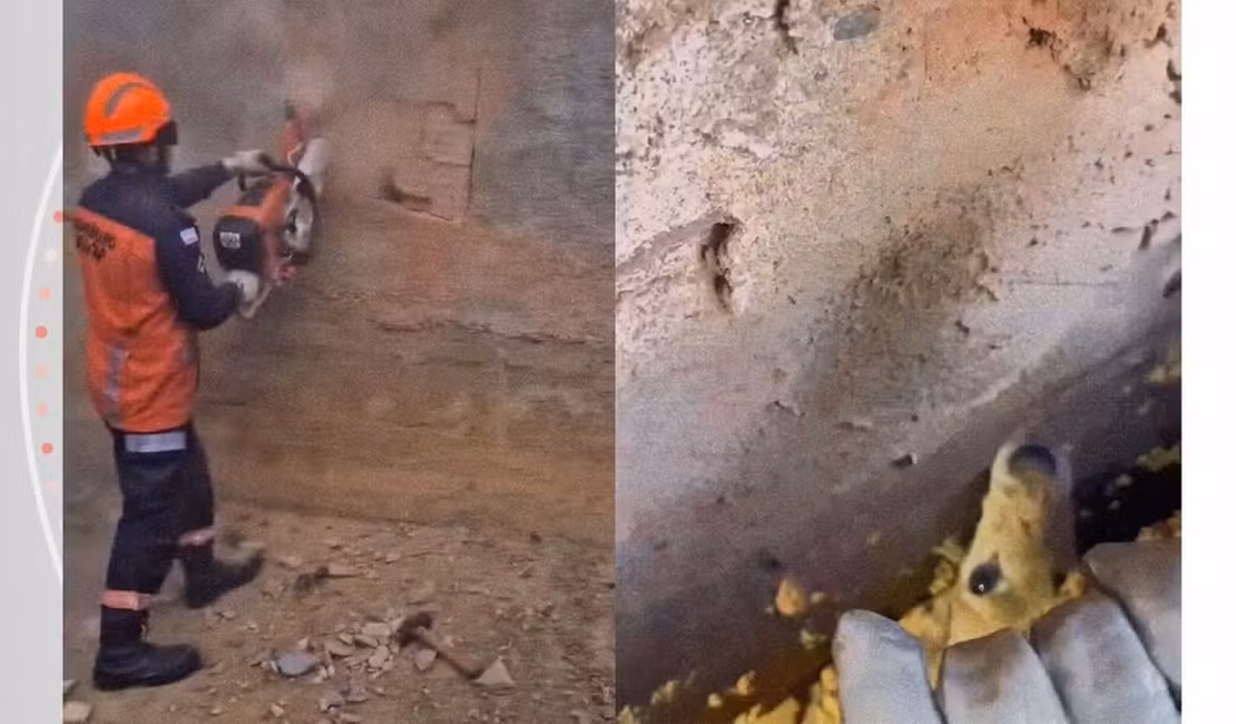 Cachorro fica preso entre paredes e bombeiros abrem buraco no muro para resgate em Colatina