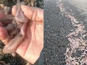 Milhares de 'peixes-pênis' são achados em praia da Argentina