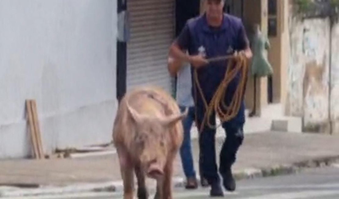 Porco descontrolado causa tumulto nas ruas do Centro de Maceió
