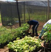 Codevasf e Ufal devolvem plantas nativas de áreas degradas em Alagoas