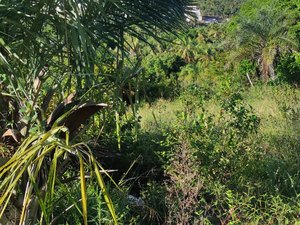 Mecânico é encontrado morto em matagal de Maragogi