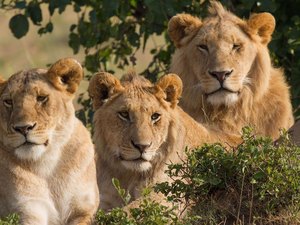 Leões devoram caçadores de rinocerontes em reserva na África do Sul