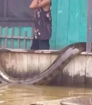 Sucuri de 6 metros surpreende moradores no Amazonas; confira o vídeo!