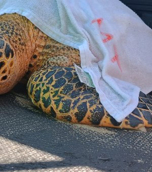 Tartaruga é resgatada com traumatismo na mandíbula na Praia de Ipioca