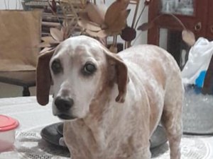 Tutoras pedem ajuda para encontrar cachorro desaparecido em Maribondo