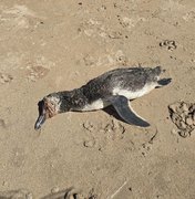 Pinguim encalha morto em praia de Maragogi; Biota é acionado